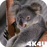 4K Cute Koala Video Live Wallpaper icon