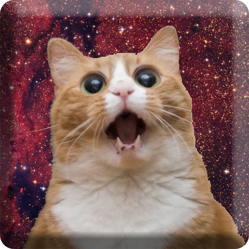 Cats In Space HD Wallpapers