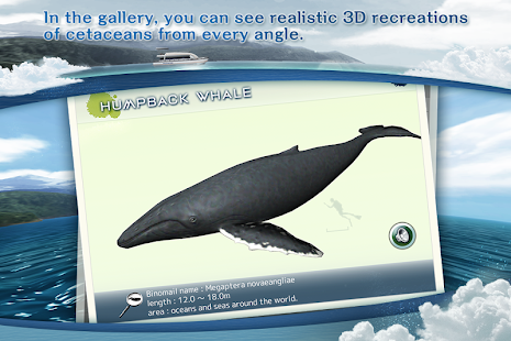REAL WHALES Find the cetacean.