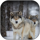 Wolf Wallpaper HD icon