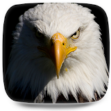 Flying eagle Live Wallpaper icon