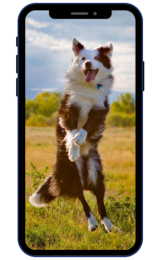 Australian Shepherds Wallpaper Screen 2
