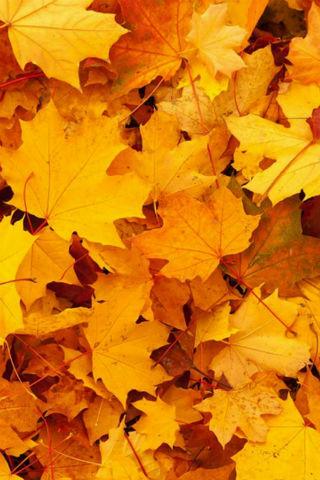 Android application Autumn Wallpapers screenshort