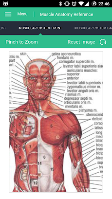 Muscle Anatomy Reference Guideのおすすめ画像2