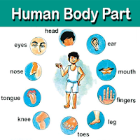 Human Body Parts