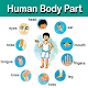 Human Body Parts विंडोज़ पर डाउनलोड करें