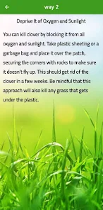 How To Get Rid Of Clover In Lawn 2021 8