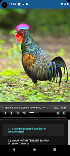 Suara Pikatan Ayam Hutan Ampuh Screen 2