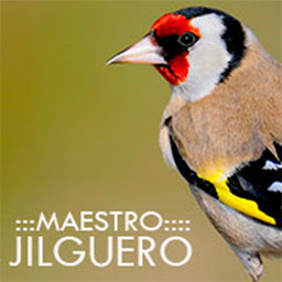 Icon image Maestro Jilguero