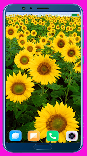Sunflower HD Wallpaper