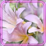 Cover Image of Tải xuống Lilies Amazing 1.2 APK