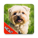 Cute Dogs Memory Matching Game Apk