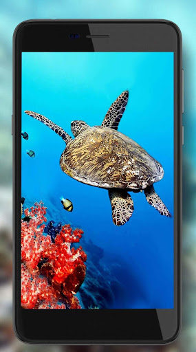 Turtles Live Wallpaper