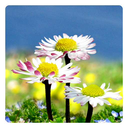 デイジーの花の無料壁紙 Google Play のアプリ