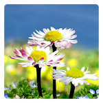 Cover Image of Télécharger Daisy Flowers Free Wallpaper 1.1 APK