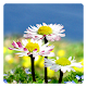 Daisy Flowers Free Wallpaper Download on Windows