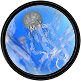 Jellyfish [HD] Wallpapers icon