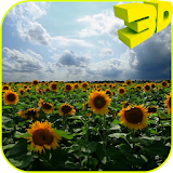 Sunflowers 3D Live Wallpaper icon