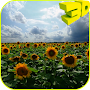 Sunflowers 3D Live Wallpaper