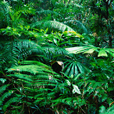 live rainforest wallpapers icon
