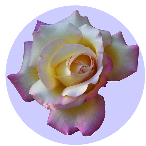 Say it with Flowers Plus logo