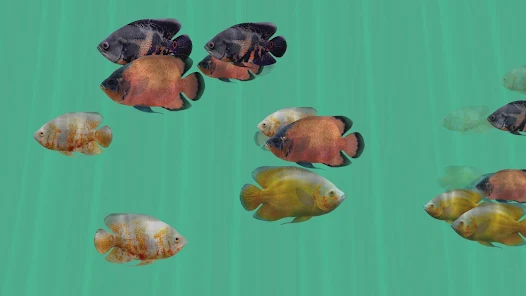 Oscar Fish Aquarium TV Live Apps on Google Play