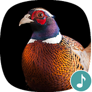 Appp.io - Pheasant Sounds