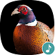 Appp.io - Pheasant Sounds Download on Windows