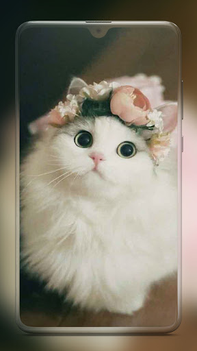 Download Cute Cat Wallpaper - Kitten Wallpapers Free for Android - Cute Cat  Wallpaper - Kitten Wallpapers APK Download 