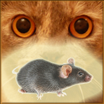 Cover Image of ダウンロード 猫の画面上のマウス-猫のゲーム 22.0 APK