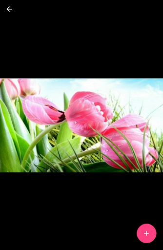 Aesthetic Flowers Screen 3