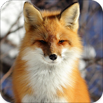 Cover Image of ダウンロード Fox Sounds 1.6 APK