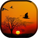 Sunset Live Wallpaper - Flying Bird LWP Apk