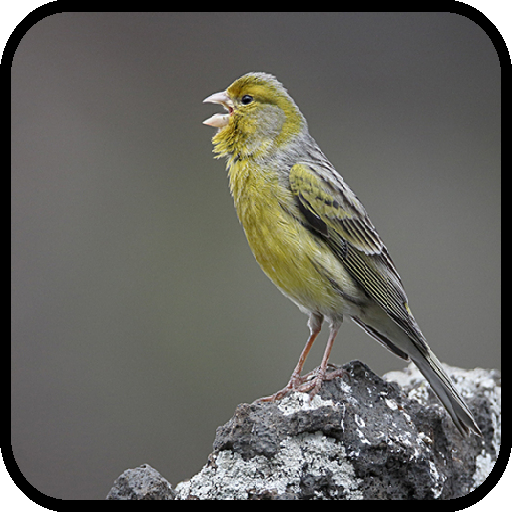 Canto de Canário Belga Salsa Novo