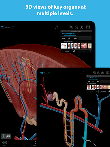 Human Anatomy Atlas 2024 12