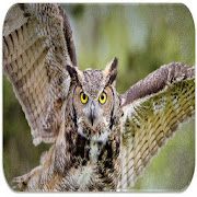Owl sounds
