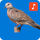 Spotted Dove Bird Ringtones Download on Windows