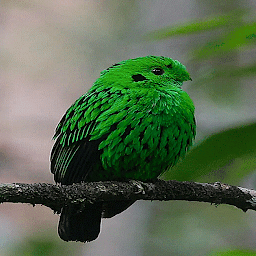 Icon image Cute Green Bird LWP