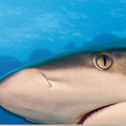 Imagen de ícono de Queensland Shark and Ray ID to