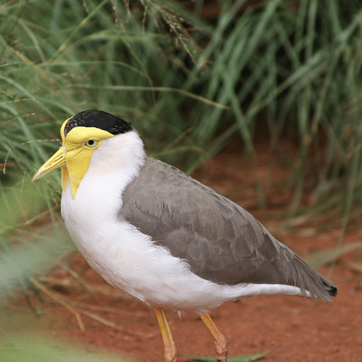 Australian Bird sounds - AppWisp.com