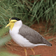 Australian Bird sounds Télécharger sur Windows
