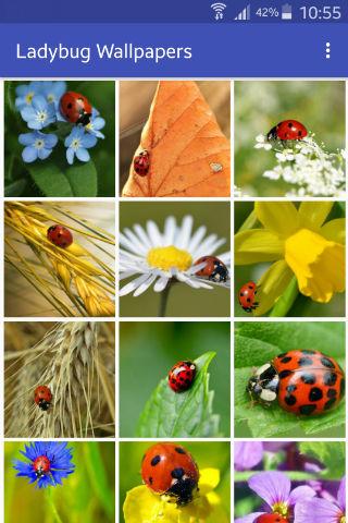 Ladybug Wallpapers