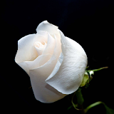 White Rose Live Wallpaper icon