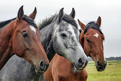 Horses jigsaw puzzles games