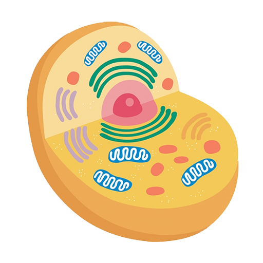 Cell Organelles 4.2 Icon
