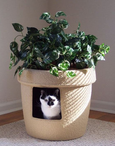 Cat House Screenshot 3 - AppWisp.com