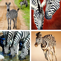 Zebra HD Wallpapers