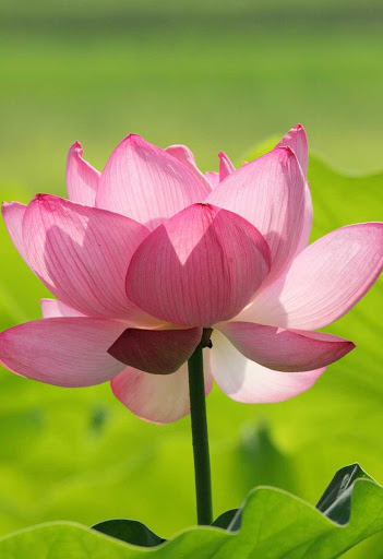 Beautiful Lotus Flower Wallpaper