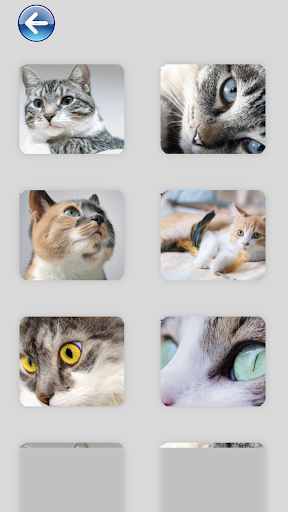 Cat Talking Puzzle Juan