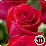 Cover Image of Télécharger Rose GIF 4.0 APK